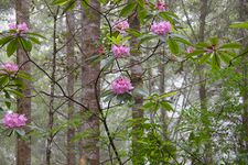 Washington CoastRhododendronFlickrzaui