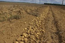 Patates 010