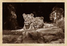 Lion & Liones © Olivier Roberjot 02