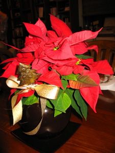 null fleurs-2009.jpg