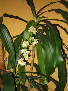 fleurs de yucca1