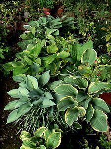 hostas 16 05 08