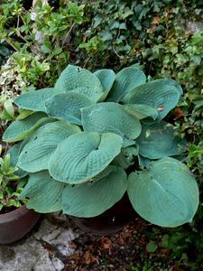 sieboldiana elegans 06 05 08