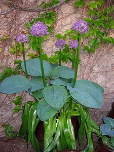 sieboldiana elegans et allium 1 09 05 05