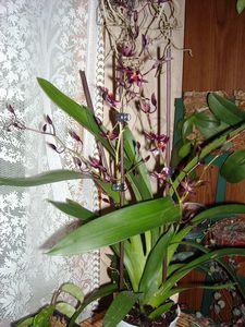 Photo 917