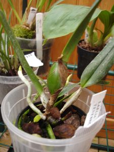 laelia tenebrosa