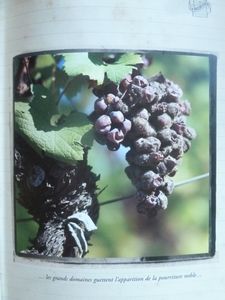 bourgone-009.JPG