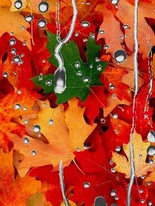 automne.jpg