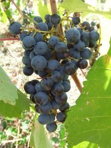 mourvèdre 2