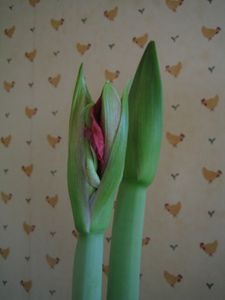 amaryllis 1968