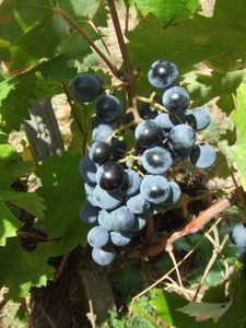 Mourvèdre 3. Tag