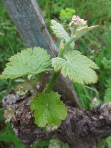 Chenin 22 avril 2010