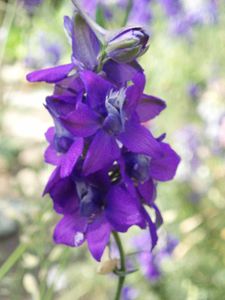 fleur violette 3 jardin montaren gard