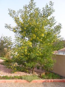 3-mars-2011-e.jpg