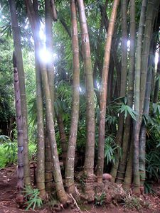 b96jardin botanique pamplemousse bambous