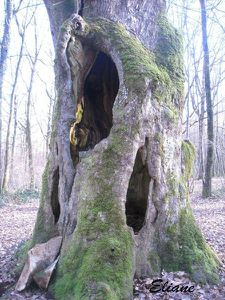 Le-tronc-d-arbre.jpg