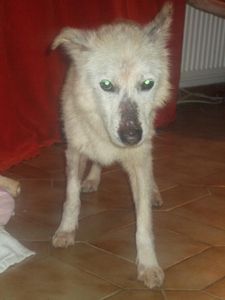 HUBERTx husky(m) 8 ans recherche fa ou définitive REF:29 décédé Hubert1-001