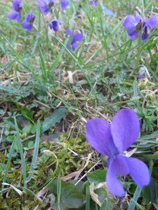 fleurs 1