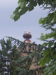 cigognes.jpg