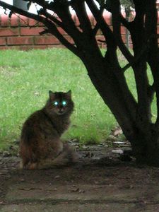 cat-istanbul-galatasaray.jpg