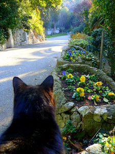valmer-cat-black-marseilles.JPG