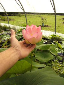 Nelumbo nucifera fleur avec main