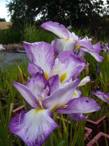 Iris-kaempferi-Royal-crown-2.jpg