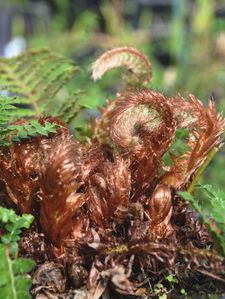 polystichum-polyblepharum-pousses-revu.jpg