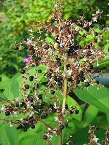 persicaria-paniculata-frondosa2-10-sept-10.jpg