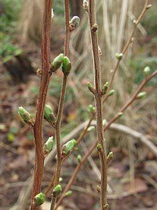 spiraea-prunifolia-Plena-6-janv-14.jpg