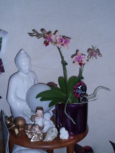 Orchidée Colibri