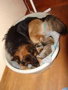 FENRIR-ET-DOOM-4.JPG