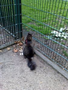 Mysouf-au-jardin-Botanique-aout-2010-001.jpg
