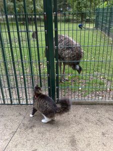Mysouf-au-jardin-Botanique-aout-2010-002.jpg