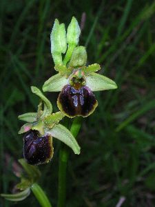ophrys-riojana.jpg