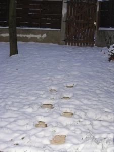 Jardin d'hiver 001