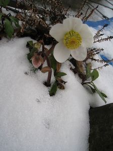 FLEURS-3772.JPG