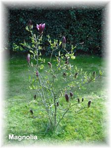 magnolia.JPG