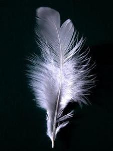 PLUME.jpg