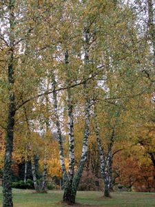 2010 1105Marly0014