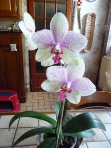 Orchidée 2011