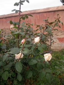 maroc-decembre-2011-280.JPG