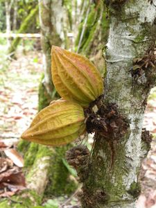 Cacao2