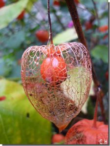 Physalis-Alkekengi-6.jpg