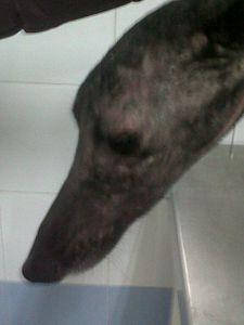 Luisa-carita.jpg