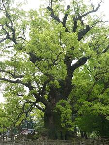 camphrier-le-plus-gd-du-Japon-pref-de-kagoshima.jpg