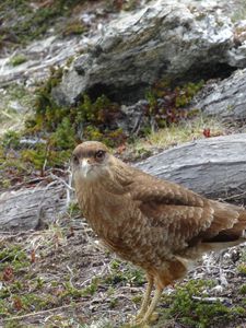Parque nacional Tierra del fuego (7)