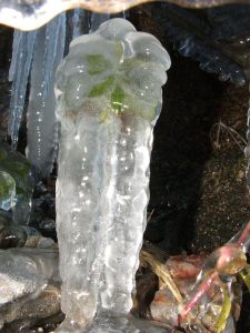 une-plante-glacee-4.jpg