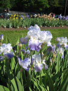 Iris-mauvesd-Presby.jpg