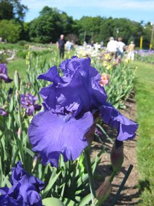 Iris-violet.jpg